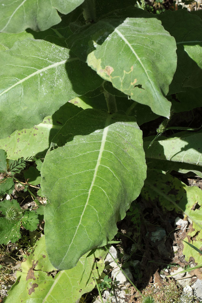 Verbascum cfr. pulverulentum