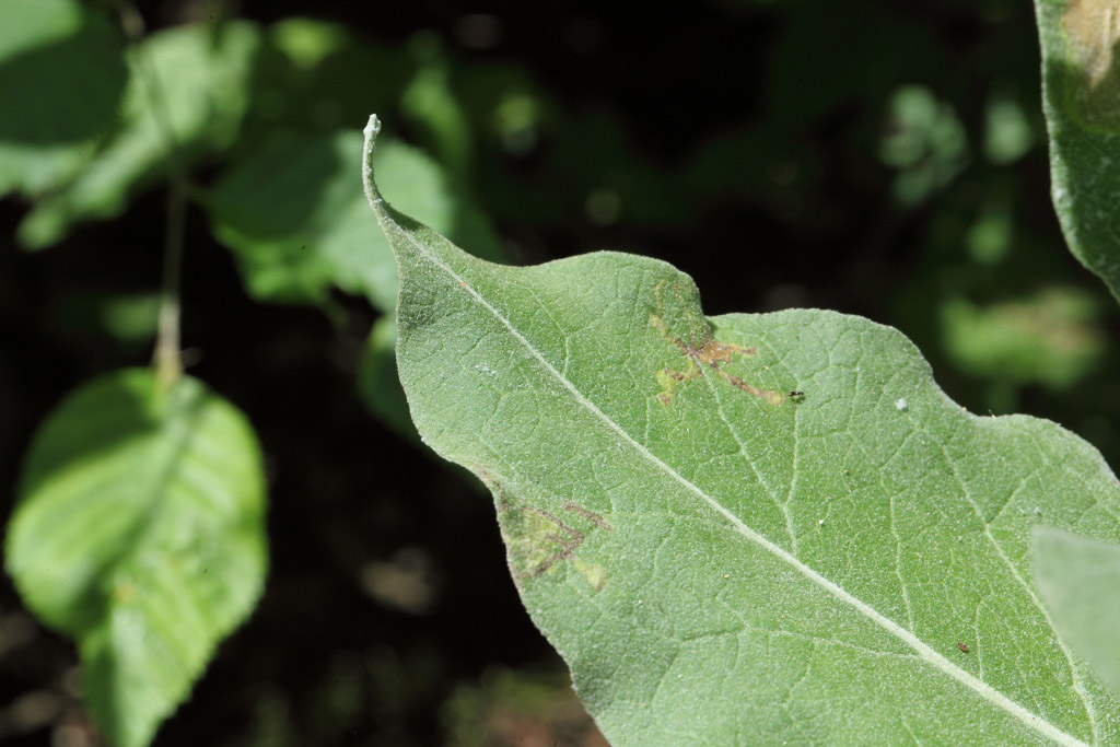 Verbascum cfr. pulverulentum