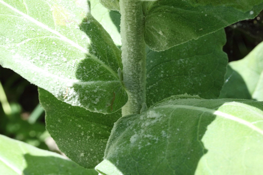 Verbascum cfr. pulverulentum