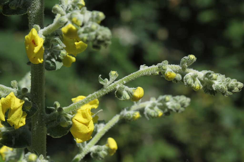 Verbascum cfr. pulverulentum