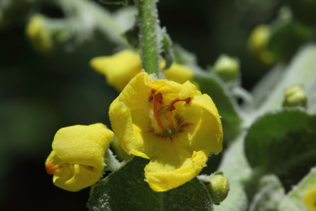 Verbascum cfr. pulverulentum