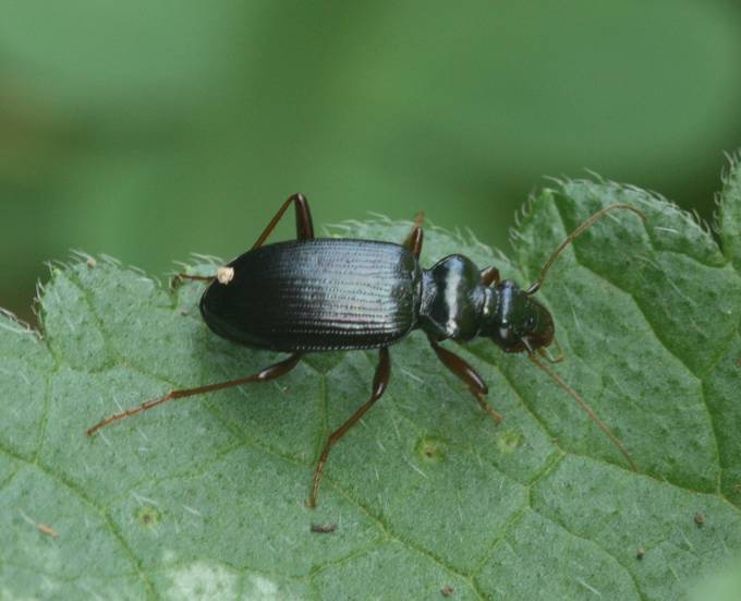 Leistus sp., Carabidae