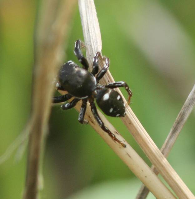 Salticidae: Heliophanus sp. - Vasanello (VT)