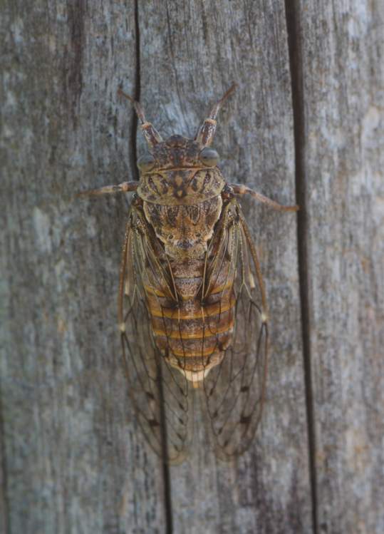 Cicada orni