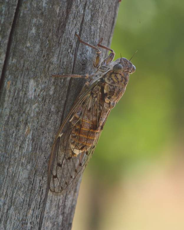 Cicada orni