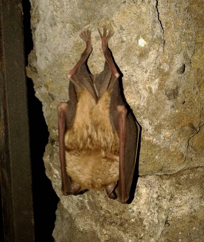 Pipistrello da identificare