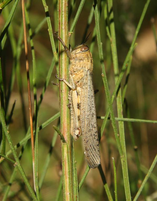 Conferma Anacridium aegyptium