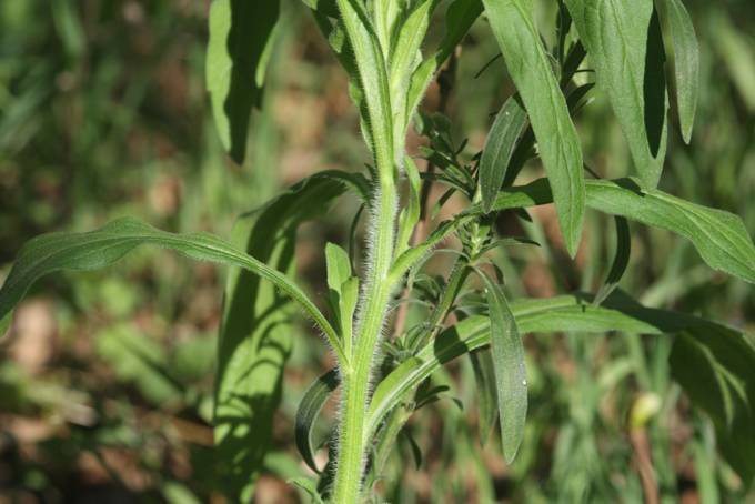 Erigeron canadensis?  No, Erigeron sumatrensis