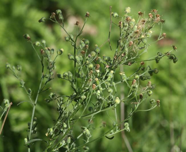 Erigeron canadensis?  No, Erigeron sumatrensis