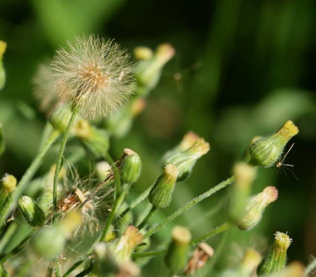 Erigeron canadensis?  No, Erigeron sumatrensis