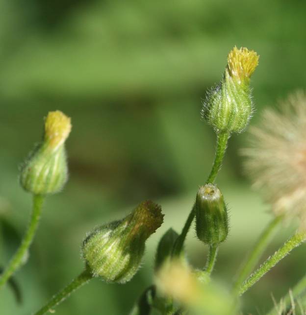 Erigeron canadensis?  No, Erigeron sumatrensis