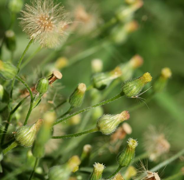 Erigeron canadensis?  No, Erigeron sumatrensis