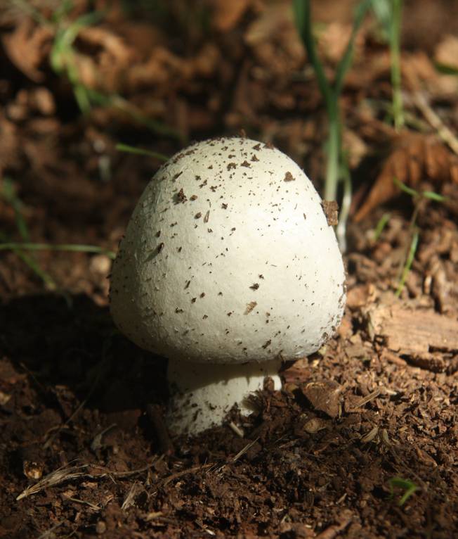 Agaricus da identificare