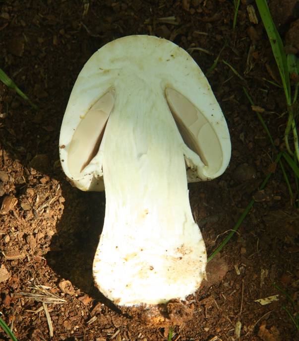 Agaricus da identificare