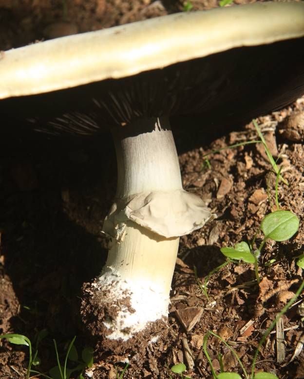 Agaricus da identificare