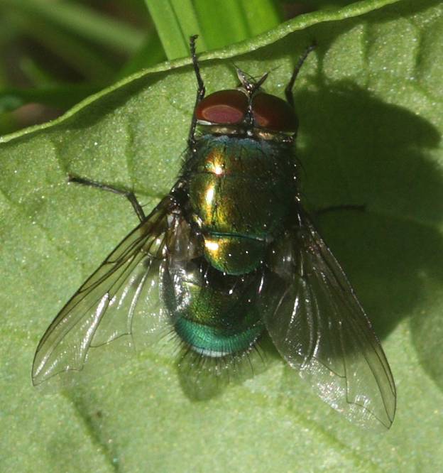 Lucilia da identificare: maschio L. cf. caesar