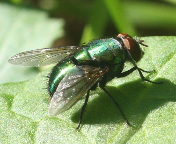 Lucilia da identificare: maschio L. cf. caesar