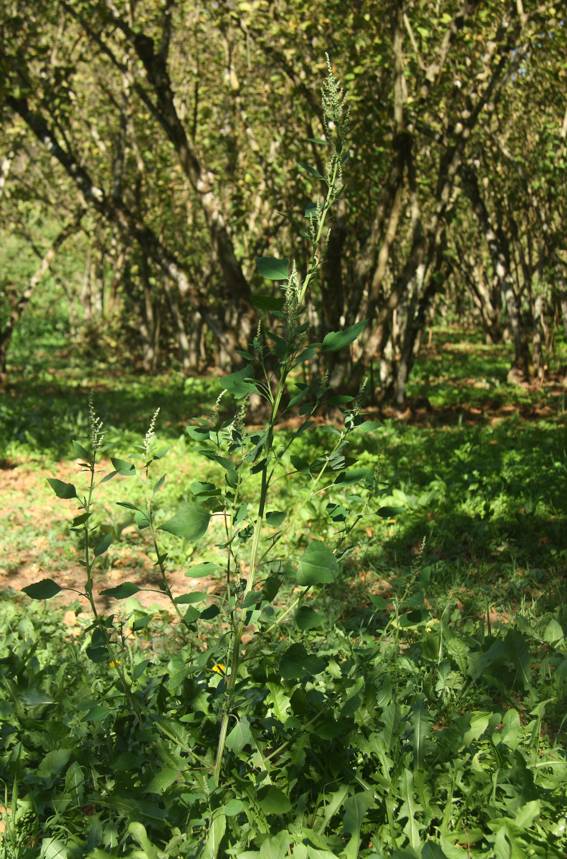 Chenopodium album?