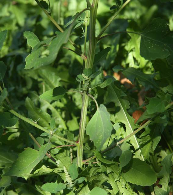 Chenopodium album?