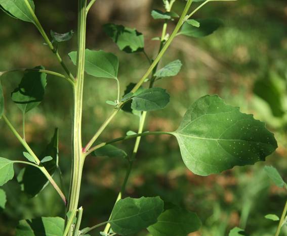 Chenopodium album?