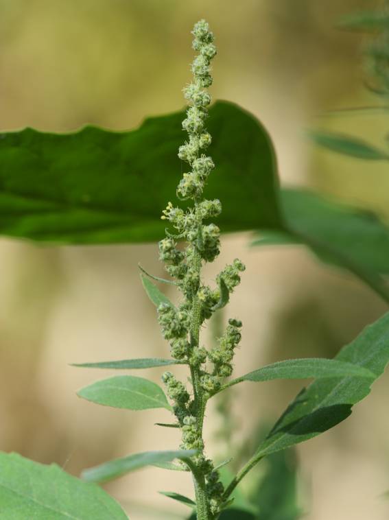 Chenopodium album?