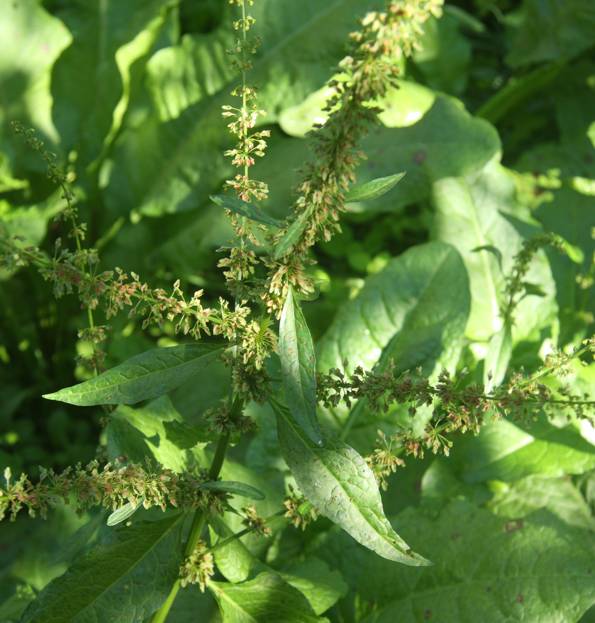 Rumex conglomeratus?