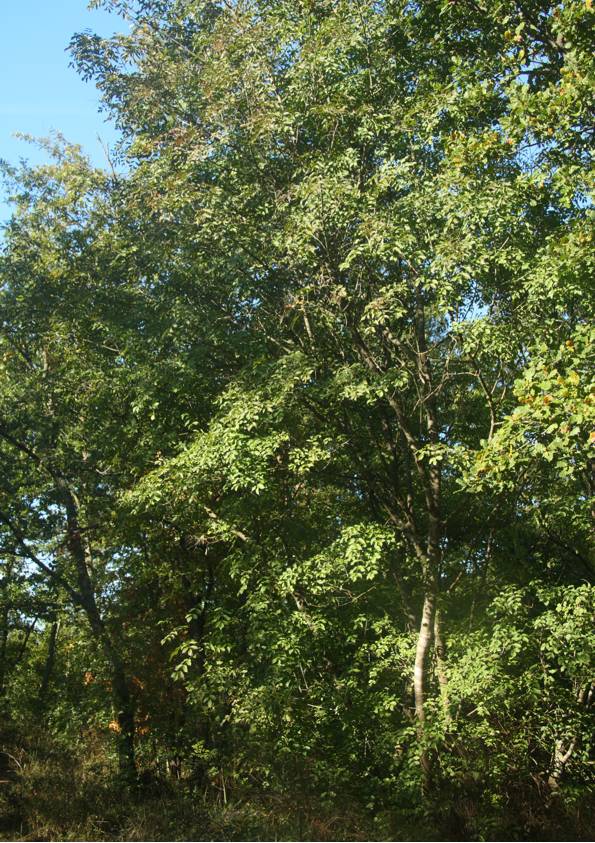 Fraxinus ornus