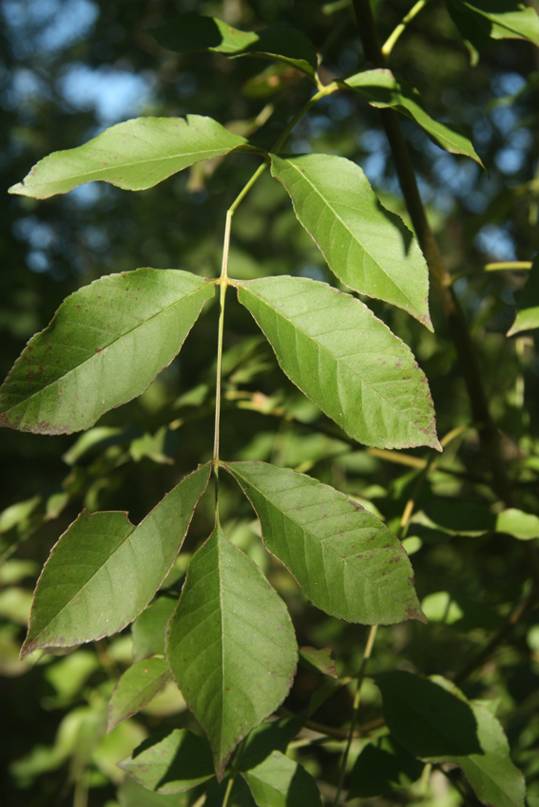 Fraxinus ornus