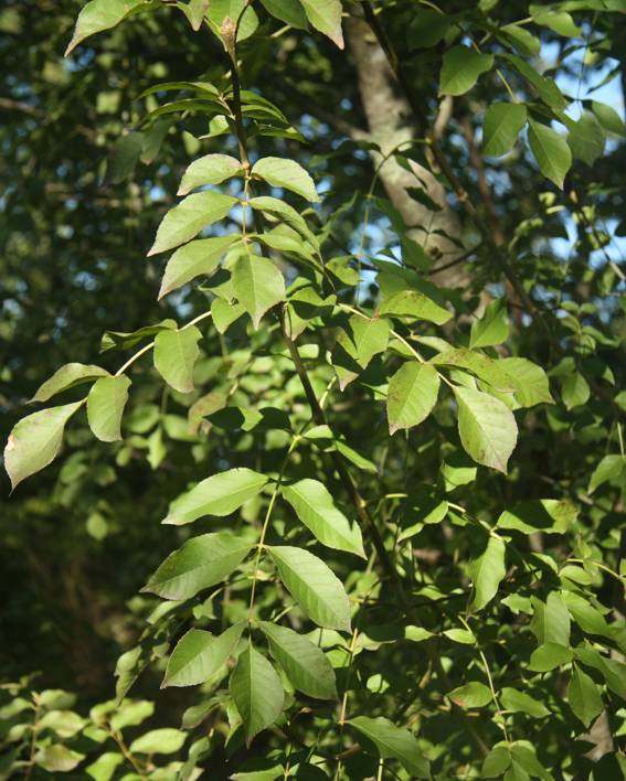 Fraxinus ornus