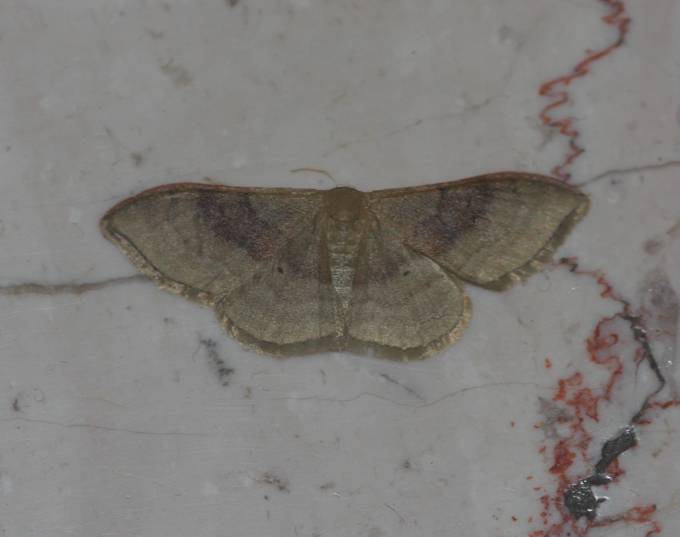 Idaea degeneraria (Geometridae)? S