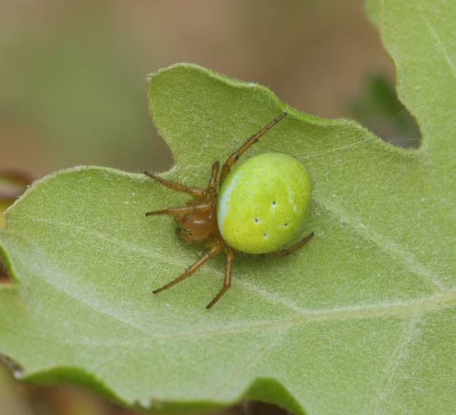 Araniella cucurbitina femmina? .....Araniella incospicua  - Soriano nel Cimino (VT)