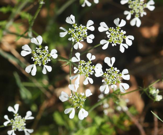 Tordylium apulum / Ombrellini pugliesi