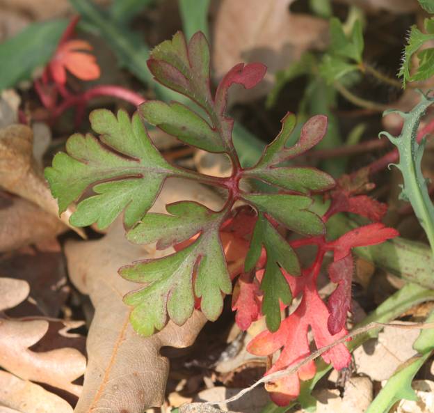 Geranium purpureum (Geraniaceae)