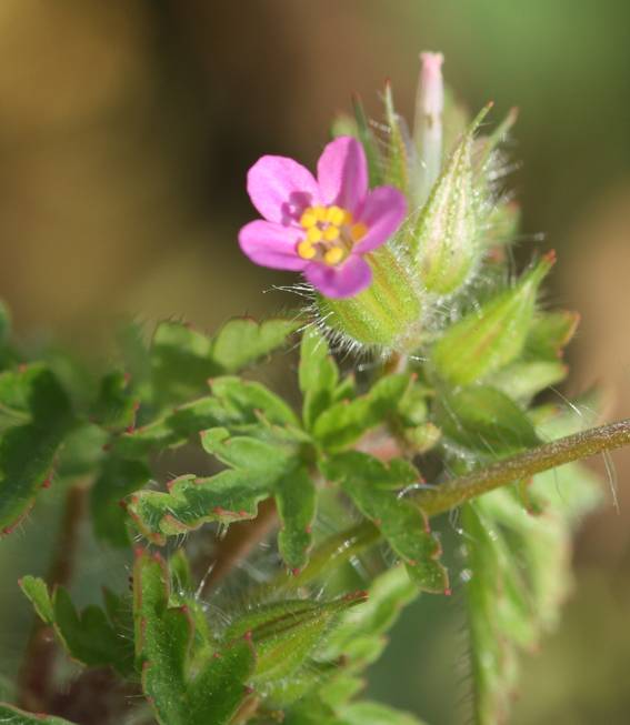 Geranium purpureum (Geraniaceae)
