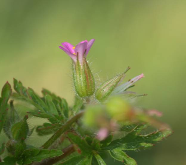 Geranium purpureum (Geraniaceae)