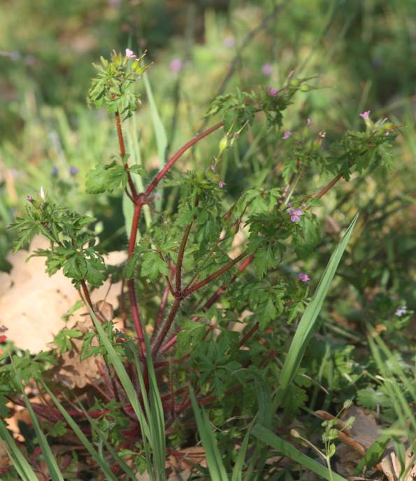 Geranium purpureum (Geraniaceae)