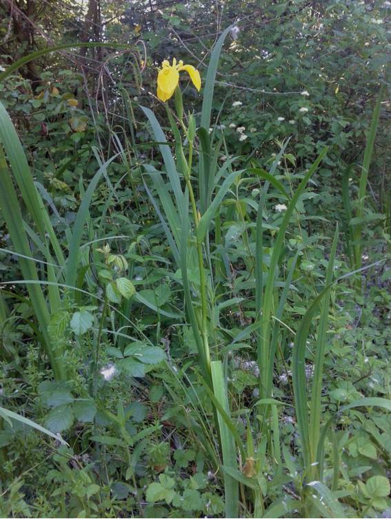 Iris pseudacorus