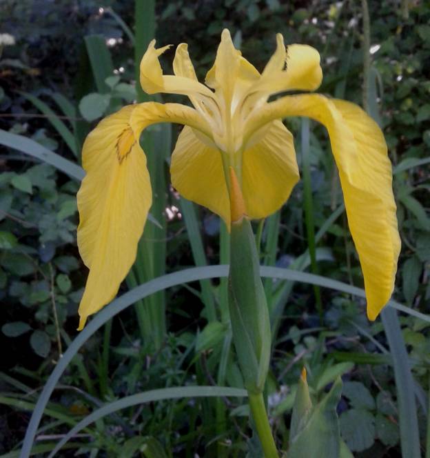 Iris pseudacorus