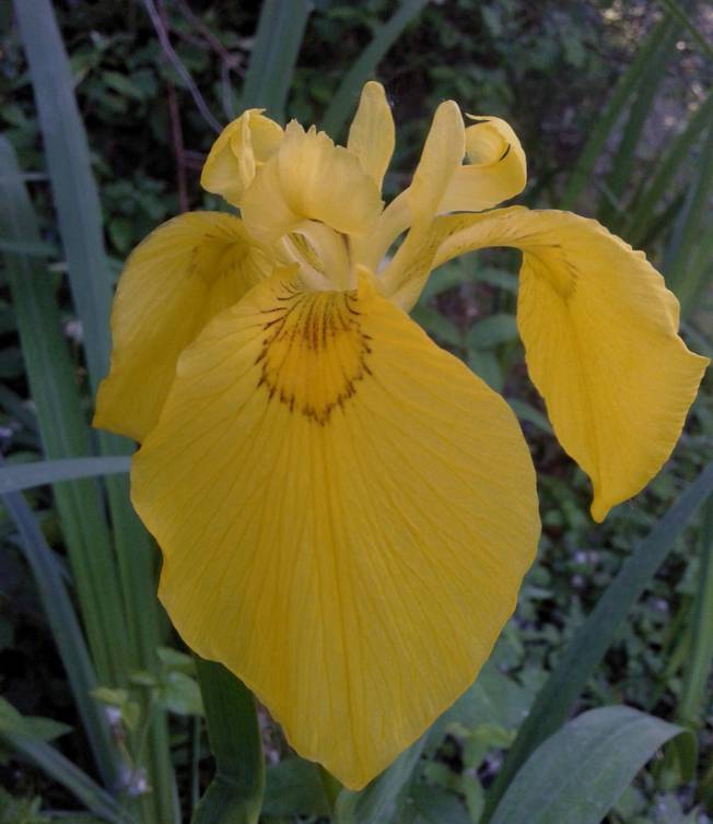Iris pseudacorus