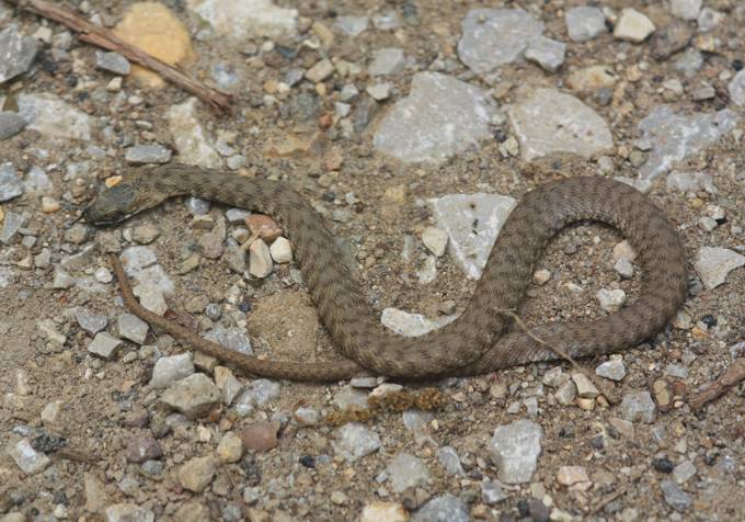 Piccola Natrix tassellata