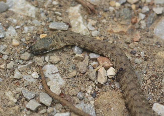 Piccola Natrix tassellata