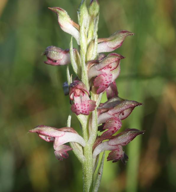 Anacacamptis coriophora?