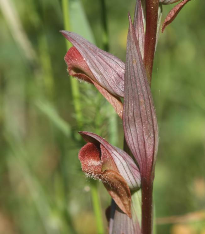 Serapias vomeracea?