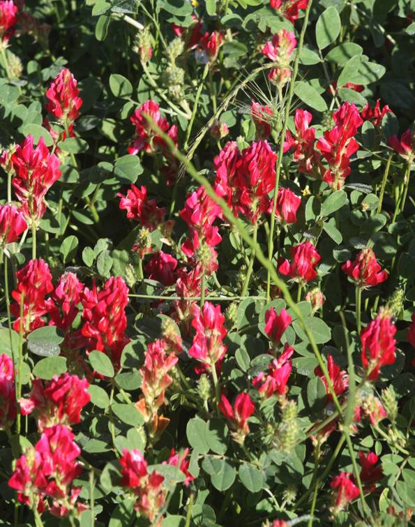 Sulla coronaria (Fabaceae)