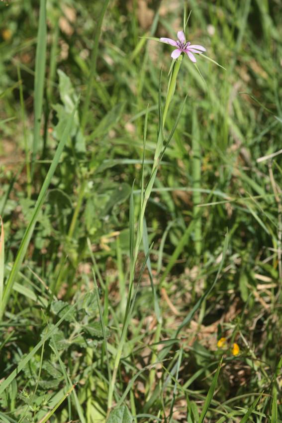 Geropogon hybridus / Barba di becco annua