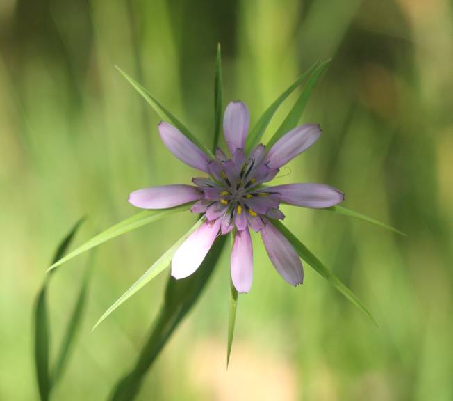 Geropogon hybridus / Barba di becco annua