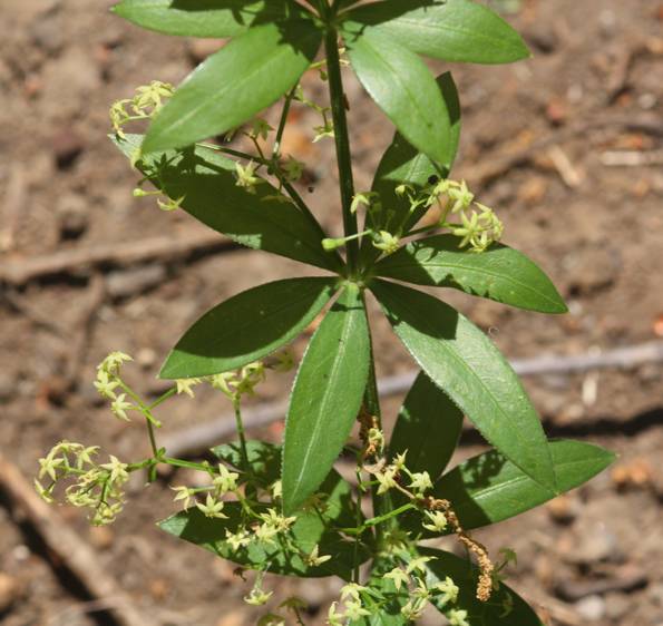 Rubia peregrina