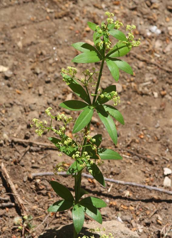 Rubia peregrina