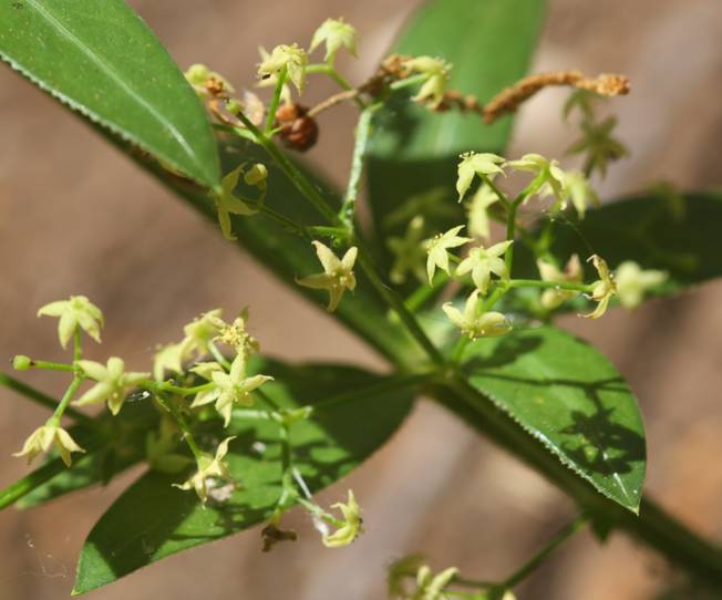 Rubia peregrina