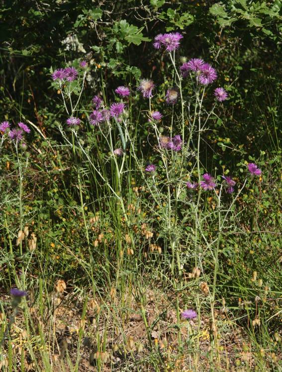 Galactites tomentosus